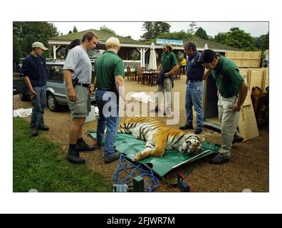 Zwei sibirische Tiger, Cuddles und Devoshka wurden heute im Howletts Wild Animal Park bei Canterbury angestochen und in die Kiste gekappt, um im Rahmen eines Zuchtbildtisches program.see in den Lion and Rino Park in Südafrika geflogen zu werden.zur Pressemitteilung Bild David Sandison 21/8/2002 Stockfoto