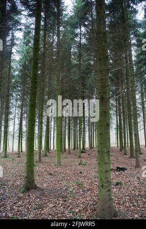 Viele hohe Bäume mit grünen moosigen Stämmen in einem Wald Stockfoto