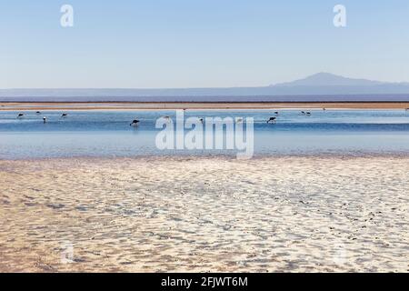 Wunderschöne Landschaft der Lagune von Chaxa mit Spiegelung der Umgebung und blauem Himmel im Salar von Atacama, Chile Stockfoto