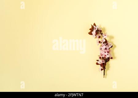 Kreative flache Lay Blumen Komposition. Hellrosa Blüten auf pastellgelbem Hintergrund. Hochzeit. Geburtstag. Valentinstag. Muttertag. Flach liegend, oben Stockfoto