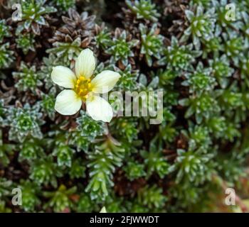 Blüte an einer Living-Wall im Frühjahr, Umweltpflanzenportrait Stockfoto