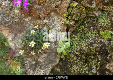 Blüte an einer Living-Wall im Frühjahr, Umweltpflanzenportrait Stockfoto