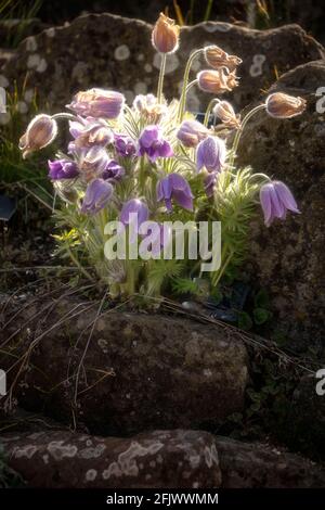 Pulsatilla Vulgaris – Budapest, Stockfoto