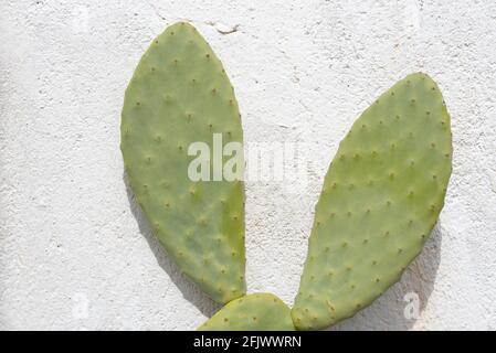 Nahaufnahme der Blätter eines grünen Kaktus aus stacheliger Birne, der vor einer weißen, grob verputzten Wand wächst Stockfoto