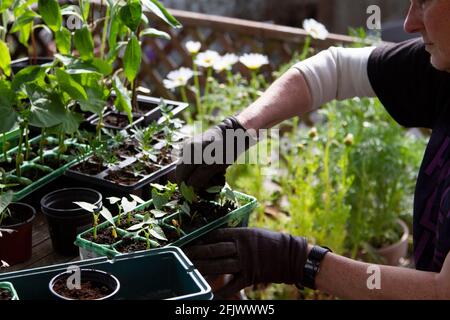 Eintopfen auf Pflanzen, die aus Samen wachsen Stockfoto