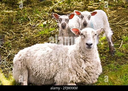 Mutterschafe liegend auf Gras in einem Feld mit zwei Lämmern hinter. Keine Personen. Stockfoto