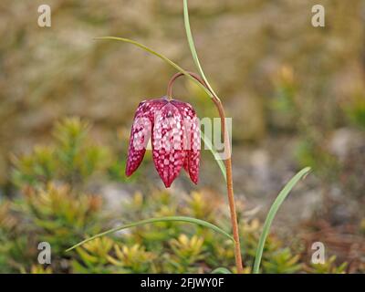 Violett-weißes Schachbrettmuster auf Blütenblättern des Schlangenkopffritillars (Fritillaria meleagris) im Garten in Cumbria, England, Großbritannien Stockfoto