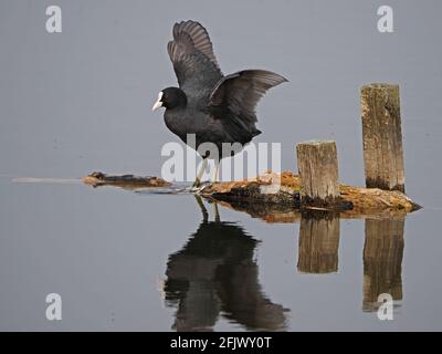 Eurasischer Ruß (Fulica atra), auch bekannt als gewöhnlicher Ruß, oder australischer Ruß, dehnt seine Flügel während des Preenings mit Reflexion im Flachwasser Cumbria, England, Großbritannien Stockfoto