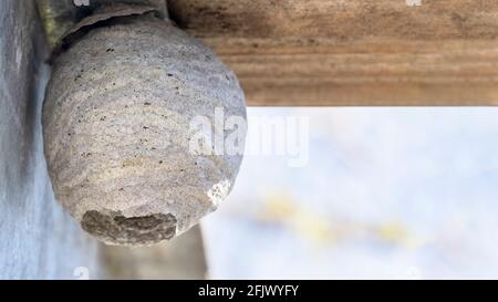 Nahaufnahme einer ganzen Wespe oder Hornissen Nest im Garten Schuppen Bild in geringer Tiefe gebaut Des Felds kopiere Platz nach rechts Stockfoto