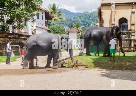 KANDY, SRI LANKA - 19. JULI 2016: Elefanten in den Straßen von Kandy während des Poya-Vollmondurlaubs. Stockfoto