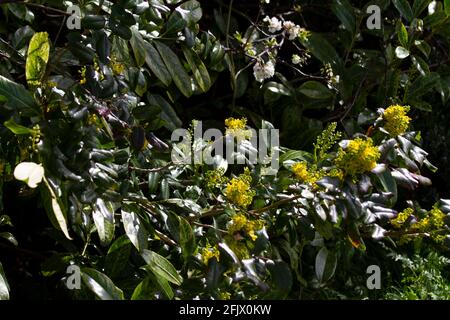 Mahonia (Mahonia Aquifolium) In Blüte - auch bekannt als Oregon Grape oder Holly-leaved Berberry Stockfoto