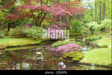 Ein ruhiger japanischer Garten mit einem dunklen Teich, Moos, Ahorn, Azaleen Stockfoto