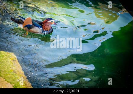 Eine Erwachsene männliche Mandarinente. Aix galericulata. Schwimmen im Genfer See, Schweiz. Schönheit in der Natur. Stockfoto