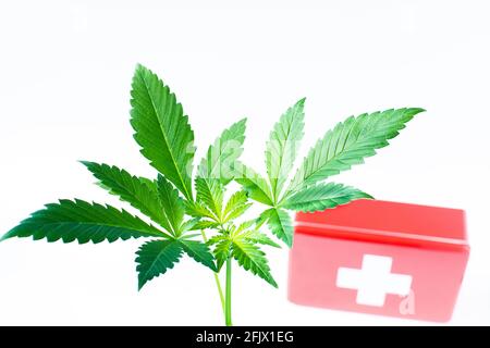 Medizinisches Cannabis, Cannabispflanze und erste-Hilfe-Kasten, weißer Hintergrund, hoher Schlüssel, Nahaufnahme, horizontales Format Stockfoto
