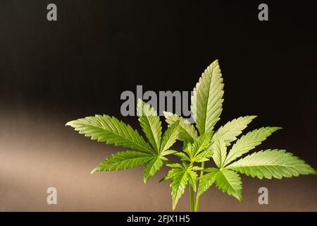 Grüne Blätter einer jungen Cannabispflanze, Bubble Kush Automatic, schwarzer Hintergrund mit hellem Farbverlauf, horizontales Format Stockfoto