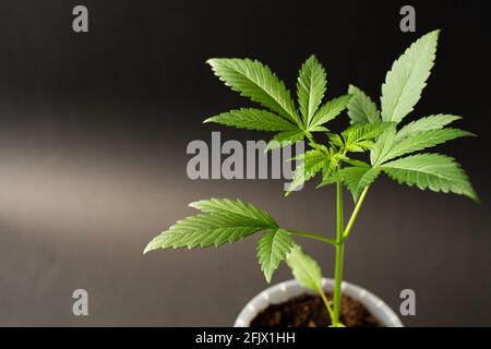 Grüne Blätter einer jungen Cannabispflanze, Bubble Kush Automatic, schwarzer Hintergrund mit hellem Farbverlauf, horizontales Format Stockfoto