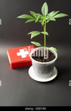 Medizinisches Cannabis, Bubble Kush Plant und erste-Hilfe-Kasten, schwarzer Hintergrund mit leichtem Gradienten Stockfoto