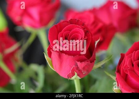Bouquet von roten Rosen, Blumen, Valentinstag und Urlaub Konzept Stockfoto