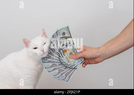 Ein Fan von Dollar in der Hand eines Mannes, viel Geld und weiße Katze Stockfoto