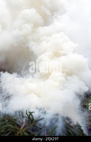 Brennende Fichtenzweige, dichter Rauch steigt in den Himmel. Stockfoto