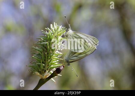 Ein paarweise paarweise grün-aderniertes weißes (Pieris napi) Schmetterlingspaar, aufgenommen 23/04/2021 Stockfoto