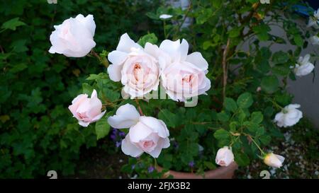 Englische Rosa „Crocus Rose“ Rosa Ausquest Rosenbusch Rose wächst in einer Topfblüte und blüht im Sommer Carmarthenshire Wales Großbritannien KATHY DEWITT Stockfoto