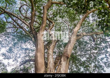 Enterolobium cyclocarpum guanacaste, Caro Caro oder Elefantenohrbaum in den Königlichen Botanischen Gärten in der Nähe von Kandy, Sri Lanka Stockfoto