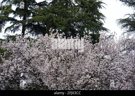 Blühende Bäume Frühling in Ankara Stockfoto