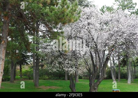 Blühende Bäume Frühling in Ankara Stockfoto