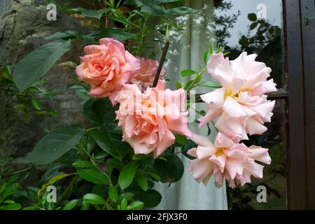 Coral Pink Compassion stieg aufrecht auf kletternde Rosen in Blüte, die im Juli in einem Sommergarten in Carmarthenshire Wales UK KATHY DEWITT wachsen Stockfoto