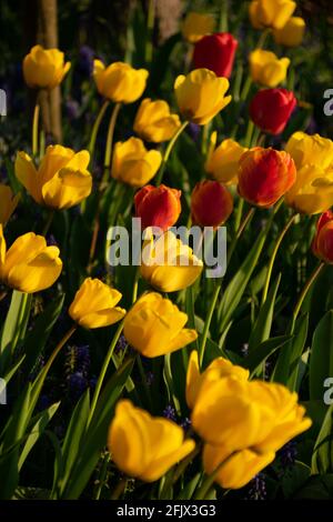 Side view of beautiful yellow and red tulips Stockfoto