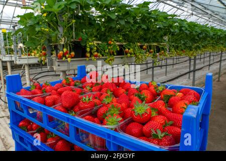 Frisch geerntete Erdbeeren, verpackt in Kisten und Kisten für den Verbraucher, Erdbeeranbau in einem Gewächshaus, junge Erdbeerpflanzen wachsen auf, Stockfoto