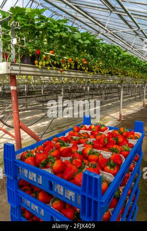 Frisch geerntete Erdbeeren, verpackt in Kisten und Kisten für den Verbraucher, Erdbeeranbau in einem Gewächshaus, junge Erdbeerpflanzen wachsen auf, Stockfoto