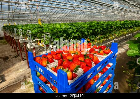 Frisch geerntete Erdbeeren, verpackt in Kisten und Kisten für den Verbraucher, Erdbeeranbau in einem Gewächshaus, junge Erdbeerpflanzen wachsen auf, Stockfoto