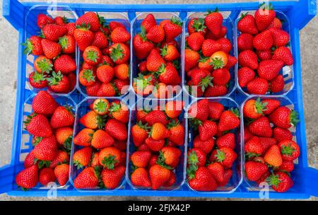 Frisch geerntete Erdbeeren, verpackt in Kisten und Kisten für den Verbraucher, Erdbeeranbau in einem Gewächshaus, junge Erdbeerpflanzen wachsen auf, Stockfoto