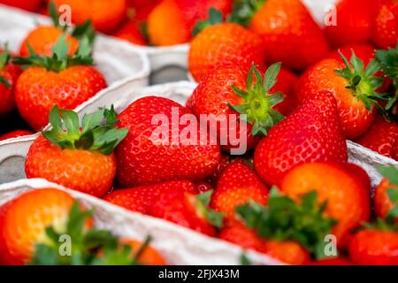 Frisch geerntete Erdbeeren, verpackt in Kisten und Kisten für den Verbraucher, Erdbeeranbau in einem Gewächshaus, junge Erdbeerpflanzen wachsen auf, Stockfoto