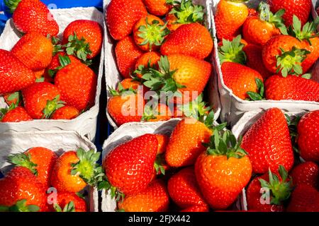 Frisch geerntete Erdbeeren, verpackt in Kisten und Kisten für den Verbraucher, Erdbeeranbau in einem Gewächshaus, junge Erdbeerpflanzen wachsen auf, Stockfoto