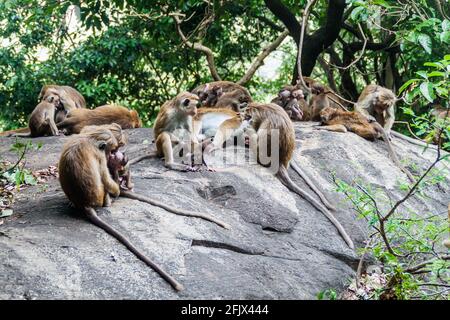 Makaken in der Nähe von Dambulla Höhlentempel, Sri Lanka Stockfoto