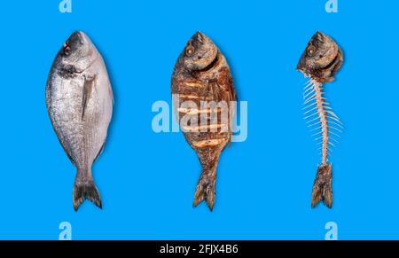 Dorado Fisch roh, gekocht und nur Knochen Draufsicht isoliert auf einem blauen Hintergrund. Collage mit einem dorado-Fisch, von roh bis gekocht und gegessen. Stockfoto