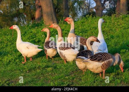 Ein Gaggle aus Graugänsen (Anser anser) und weißen Hausgänsen (Anser anser domesticus) entlang der Hauptstraße von Lillo (Hafen von Antwerpen), Belgien Stockfoto