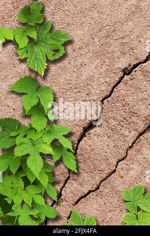 Hüpfen (Humulus lupulus) auf alte und rissige Steinmauer Stockfoto