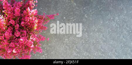 Rosa erica gracilis Blumen auf Beton Hintergrund mit Kopierraum Stockfoto