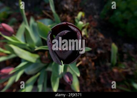 Blick auf schwarze Tulpe und Laub von oben im Frühling Stockfoto