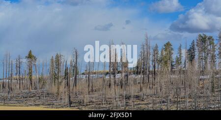 Überreste des schwelenden Feuers mit einem Streifen Schnee in den White Mountains, Arizona Stockfoto