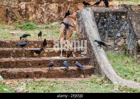 Chital und Krähen im Fort Frederick in Trincomalee, Sri Lanka Stockfoto