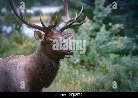 Nahaufnahme des Wapiti-Elchbullen an einem regnerischen Tag in den kanadischen Rockies. Cervus canadensis im Jasper National Park, Alberta. Wildes Tier in seinem natürlichen ha Stockfoto