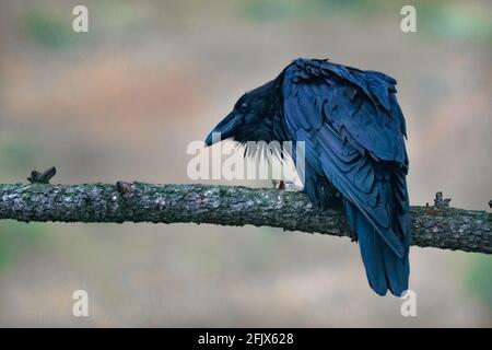 Großer Rabe, der auf einem Zweig in den kanadischen Rockies sitzt. Corvus Corax im Jasper National Park, Alberta. Tierwelt Nordamerikas. Stockfoto