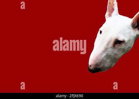 Bullterrier Kopf auf rotem Hintergrund Stockfoto