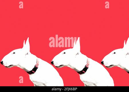 Miniatur Bullterrier Welpe auf der Seite auf rot Hintergrund Stockfoto