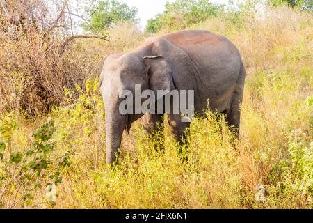 Der Elefant Elephas maximus maximus aus Sri Lanka befindet sich im Uda Walawe National Park, Sri Lanka Stockfoto